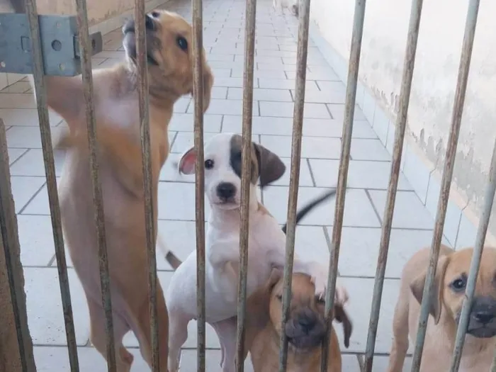 Cachorro ra a SRD-ViraLata idade 2 a 6 meses nome 3 machos 3 femeas