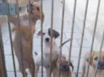 3 machos 3 femeas