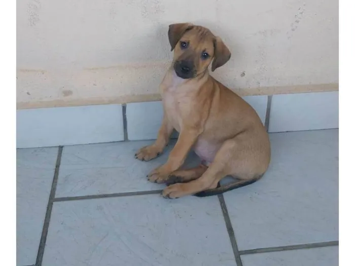 Cachorro ra a SRD-ViraLata idade 2 a 6 meses nome 3 machos 3 femeas