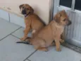 3 machos 3 femeas