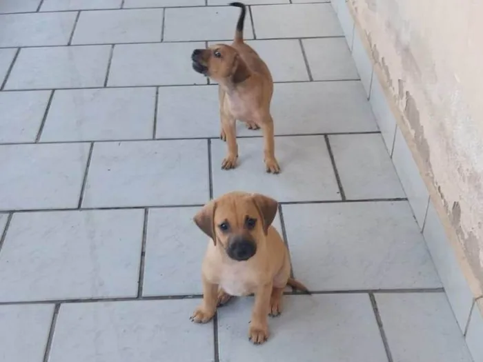 Cachorro ra a SRD-ViraLata idade 2 a 6 meses nome 3 machos 3 femeas