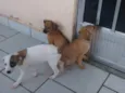3 machos 3 femeas