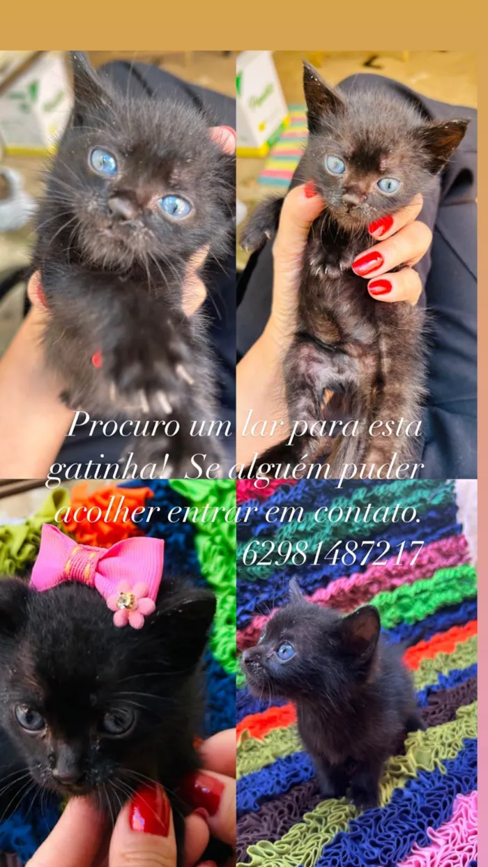 Gato ra a Exótico idade Abaixo de 2 meses nome Lilly