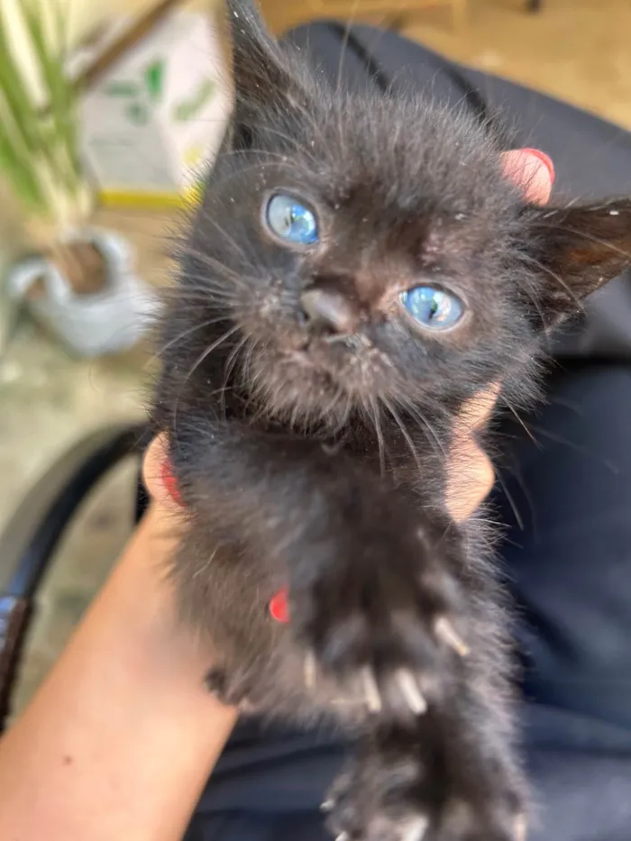Gato ra a Exótico idade Abaixo de 2 meses nome Lilly