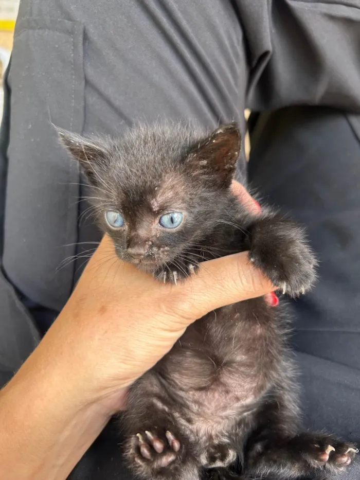 Gato ra a Exótico idade Abaixo de 2 meses nome Lilly