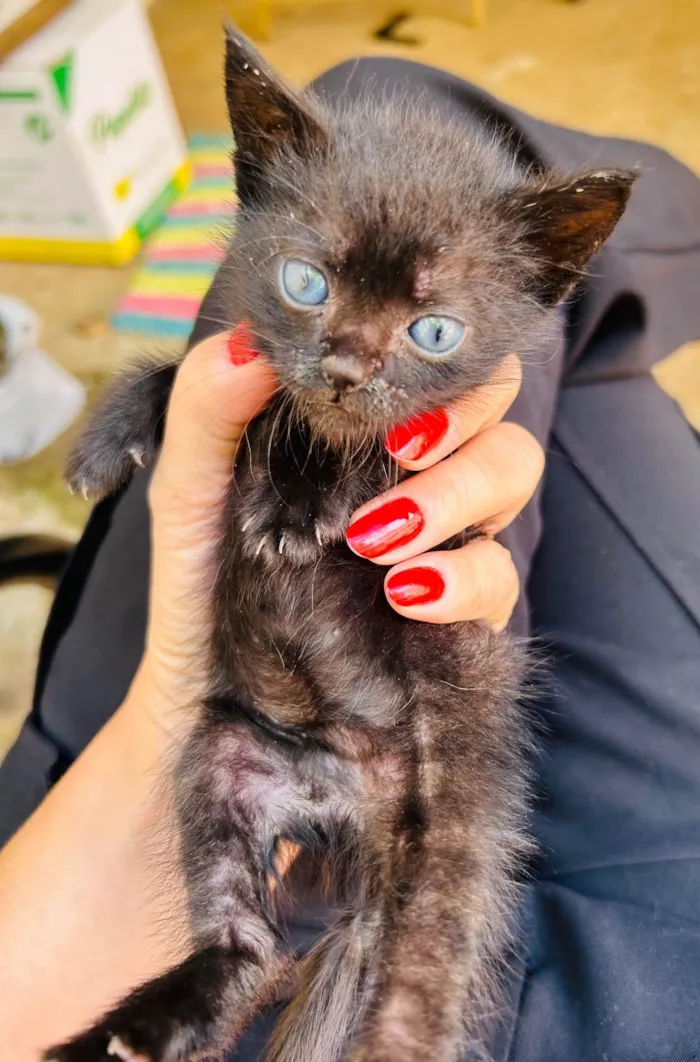 Gato ra a Exótico idade Abaixo de 2 meses nome Lilly