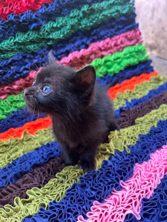 Gato ra a Exótico idade Abaixo de 2 meses nome Lilly