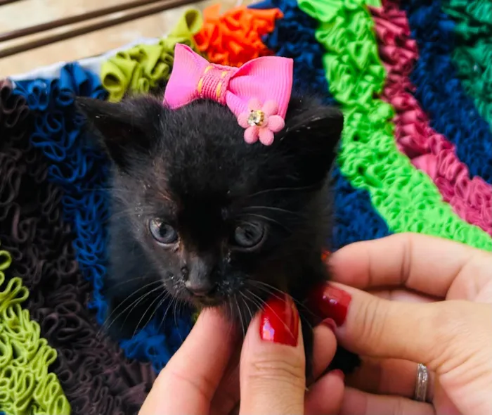 Gato ra a Exótico idade Abaixo de 2 meses nome Lilly