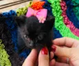 Lilly