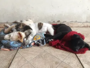 Cachorro raça SRD-ViraLata idade 2 a 6 meses nome Cachorra branca