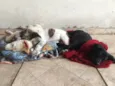 Cachorra branca