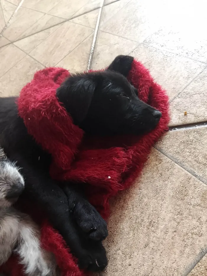 Cachorro ra a SRD-ViraLata idade 2 a 6 meses nome Cachorra branca