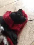 Cachorra branca