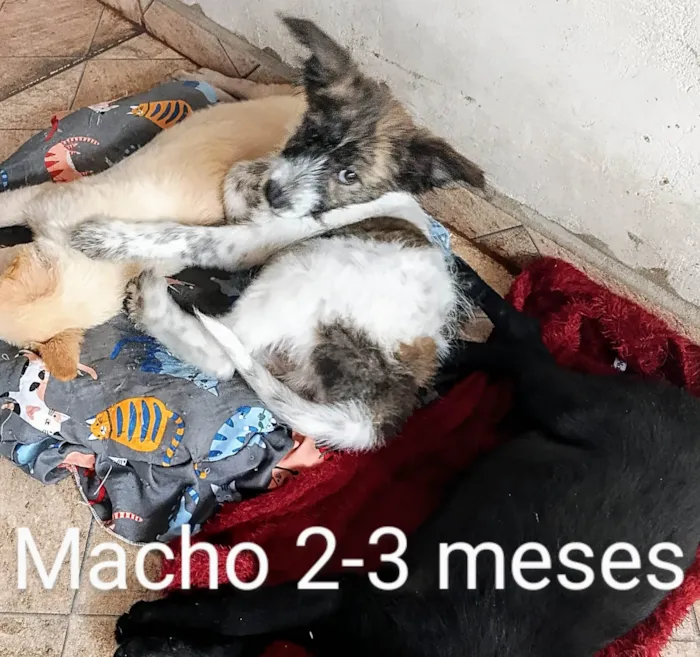 Cachorro ra a SRD-ViraLata idade 2 a 6 meses nome Cachorra branca