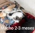 Cachorra branca