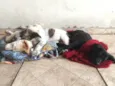 Cachorra branca