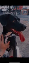 Laika