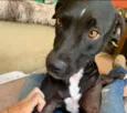 Laika