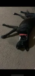 Laika 