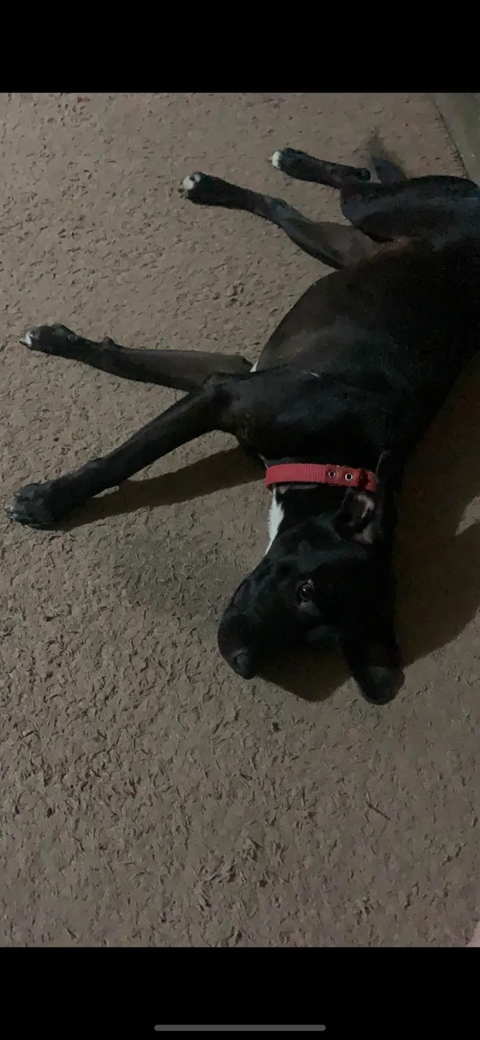 Cachorro ra a SRD-ViraLata idade 3 anos nome Laika 