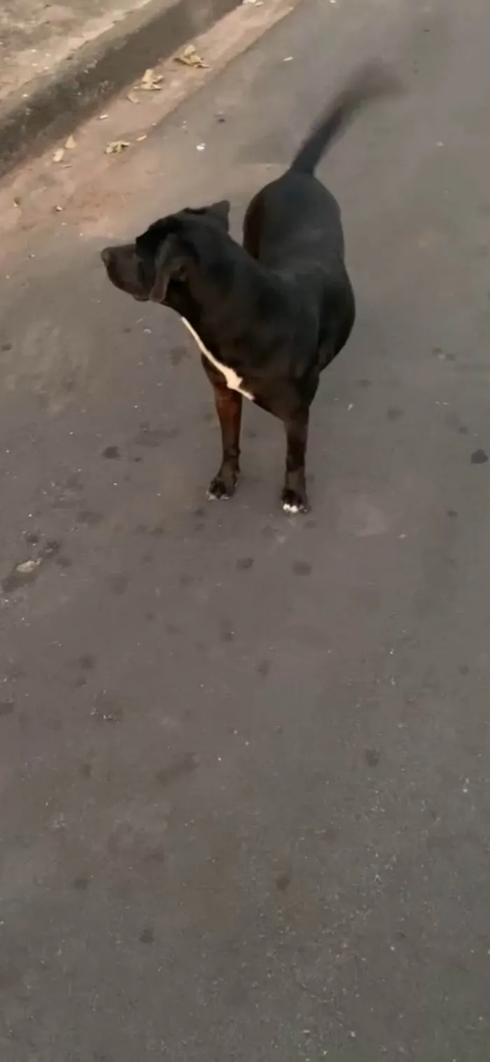 Cachorro ra a SRD-ViraLata idade 3 anos nome Laika 