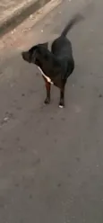Laika