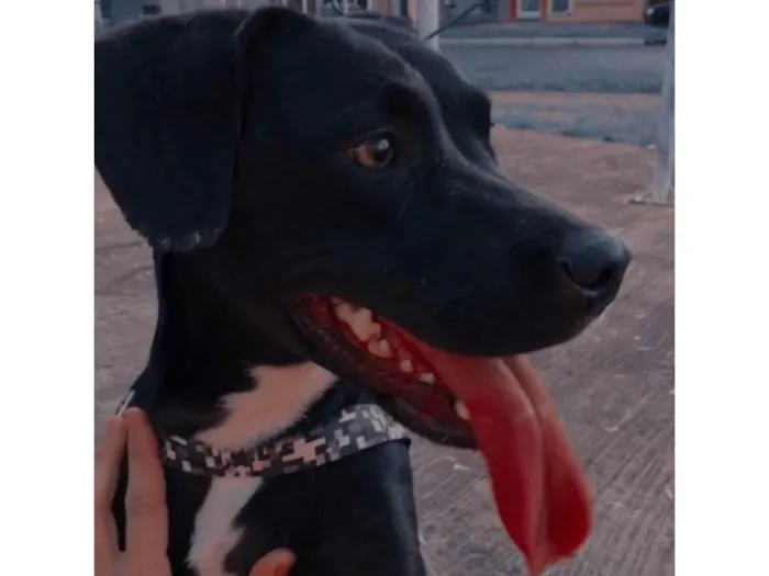 Cachorro ra a SRD-ViraLata idade 3 anos nome Laika 