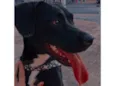 Laika