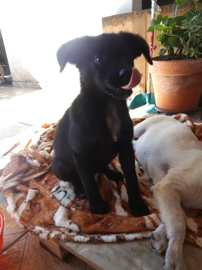 Cachorro ra a SRD-ViraLata idade 2 a 6 meses nome Filhota fêmea 