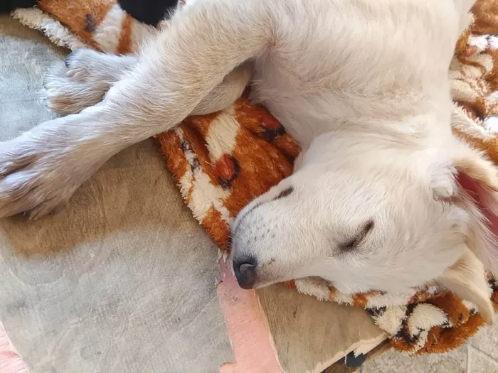 Cachorro ra a SRD-ViraLata idade 2 a 6 meses nome Filhota fêmea 