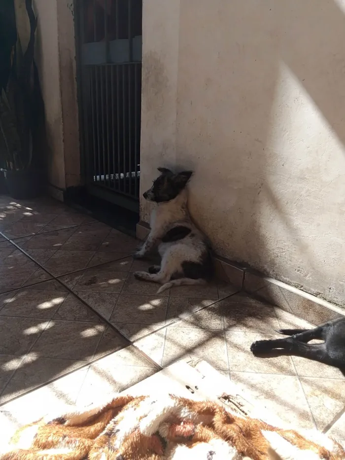 Cachorro ra a SRD-ViraLata idade 2 a 6 meses nome Filhota fêmea 