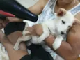 Filhota fêmea