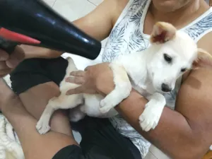 Cachorro raça SRD-ViraLata idade 2 a 6 meses nome Filhota fêmea 