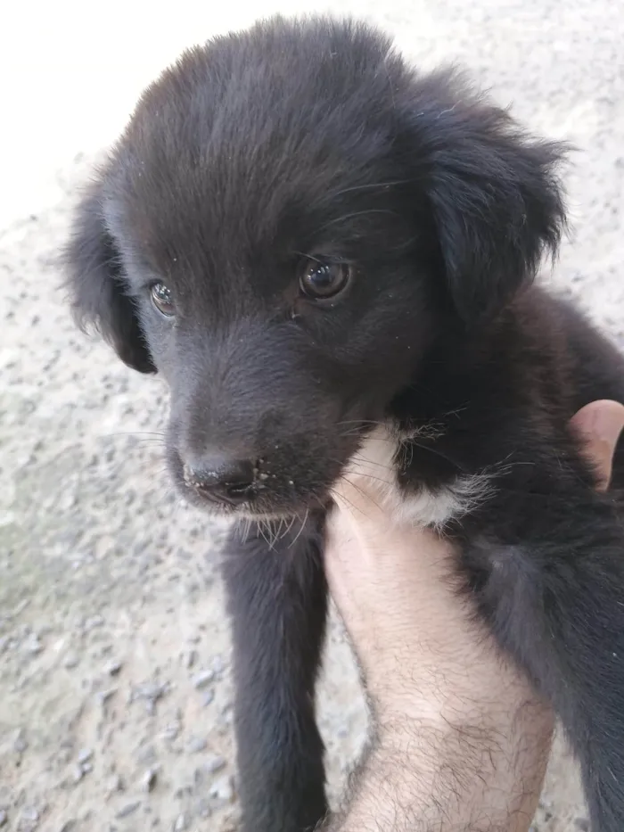 Cachorro ra a SRD-ViraLata idade 2 a 6 meses nome *Sem nome