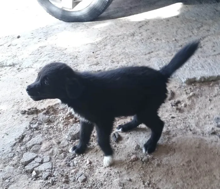 Cachorro ra a SRD-ViraLata idade 2 a 6 meses nome *Sem nome