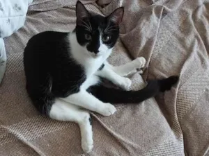 Gato raça SRD-ViraLata idade 7 a 11 meses nome Tulio