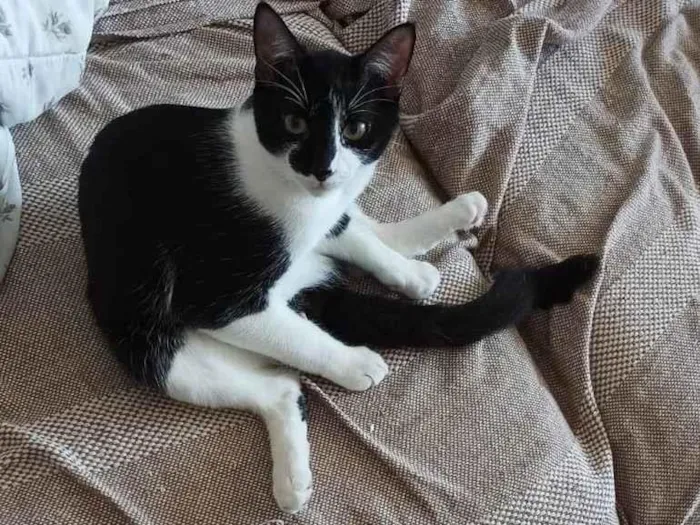Gato ra a SRD-ViraLata idade 7 a 11 meses nome Tulio