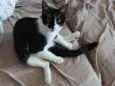 Tulio