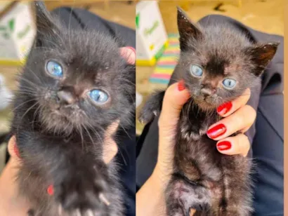 Gato raça Exótico idade Abaixo de 2 meses nome Lilly