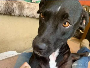 Cachorro raça SRD-ViraLata idade 3 anos nome Laika 