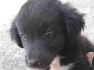 Cachorro raça SRD-ViraLata idade 2 a 6 meses nome *Sem nome