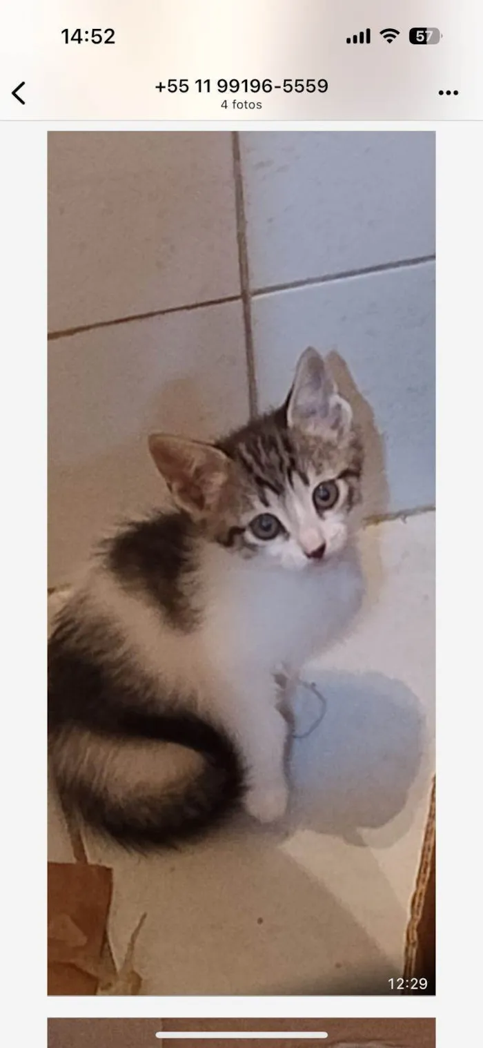 Gato ra a SRD-ViraLata idade 2 a 6 meses nome Flor