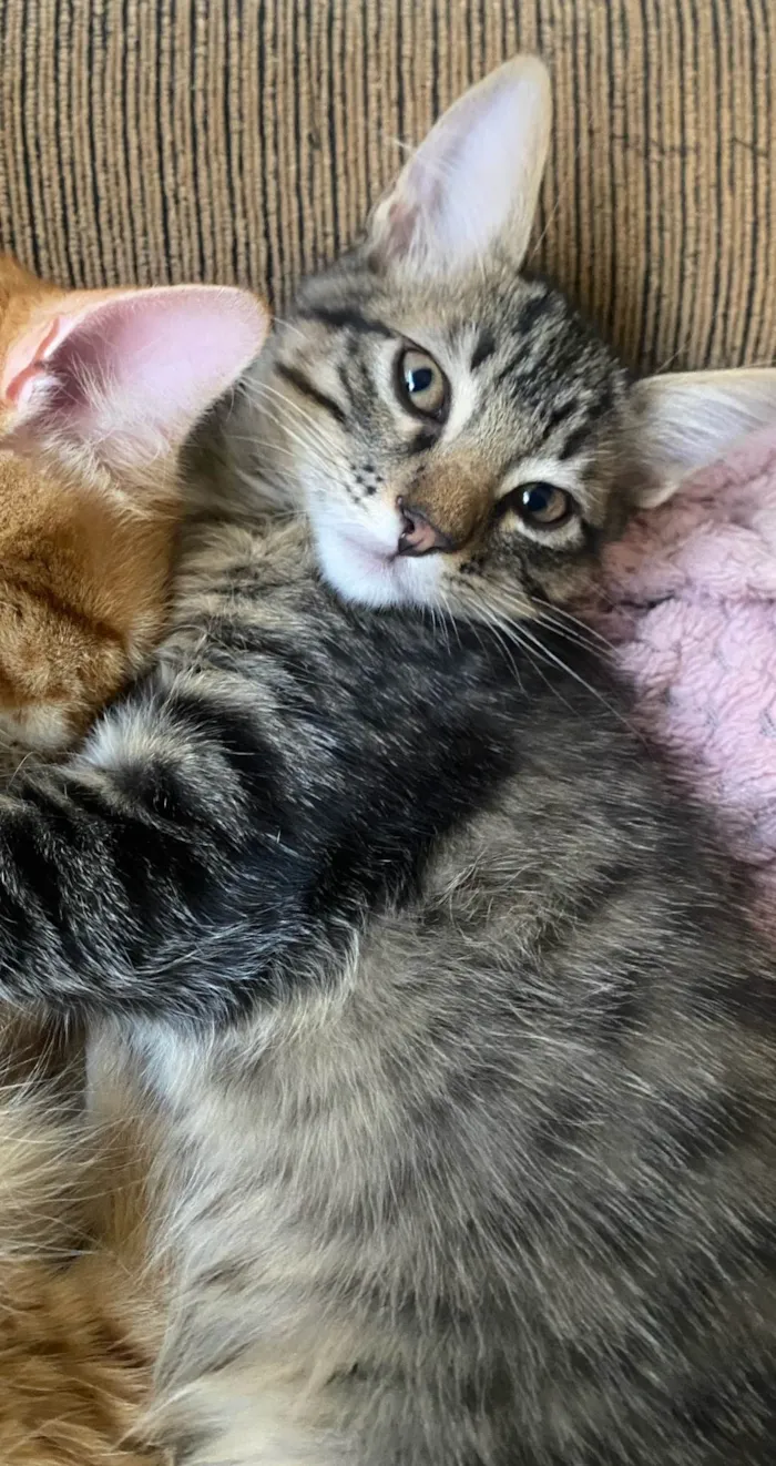 Gato ra a SRD-ViraLata idade 2 a 6 meses nome Julia 