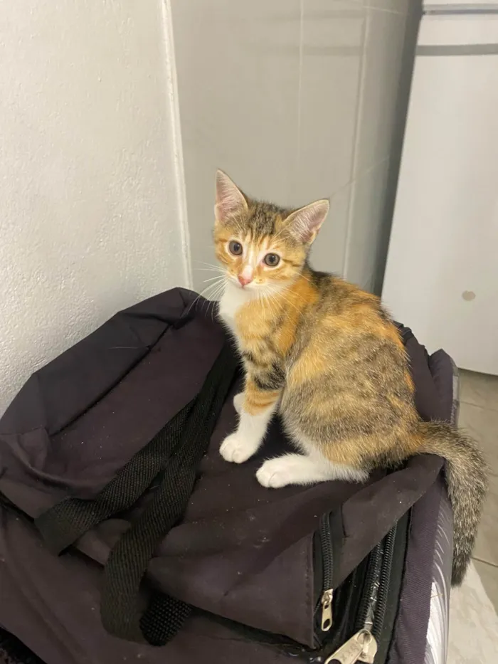 Gato ra a SRD-ViraLata idade 2 a 6 meses nome Julia 