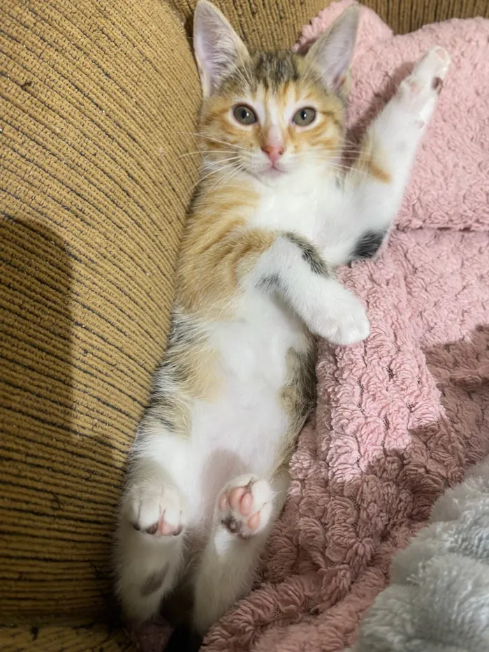 Gato ra a SRD-ViraLata idade 2 a 6 meses nome Julia 