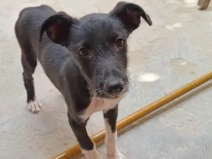 Cachorro raça SRD-ViraLata idade 2 a 6 meses nome Thay
