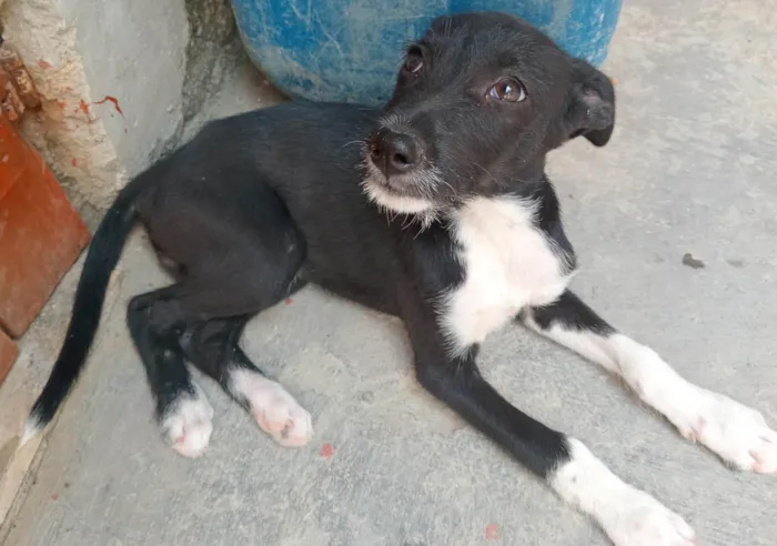 Cachorro ra a SRD-ViraLata idade 2 a 6 meses nome Thay