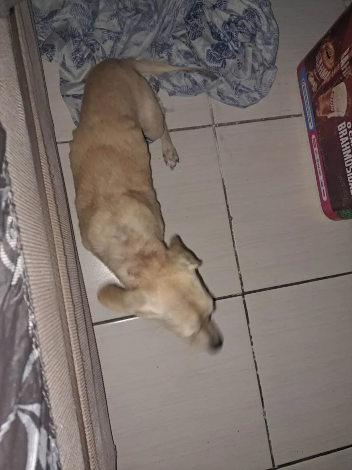 Cachorro ra a SRD-ViraLata idade 7 a 11 meses nome Duck