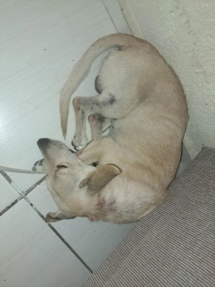 Cachorro ra a SRD-ViraLata idade 7 a 11 meses nome Duck