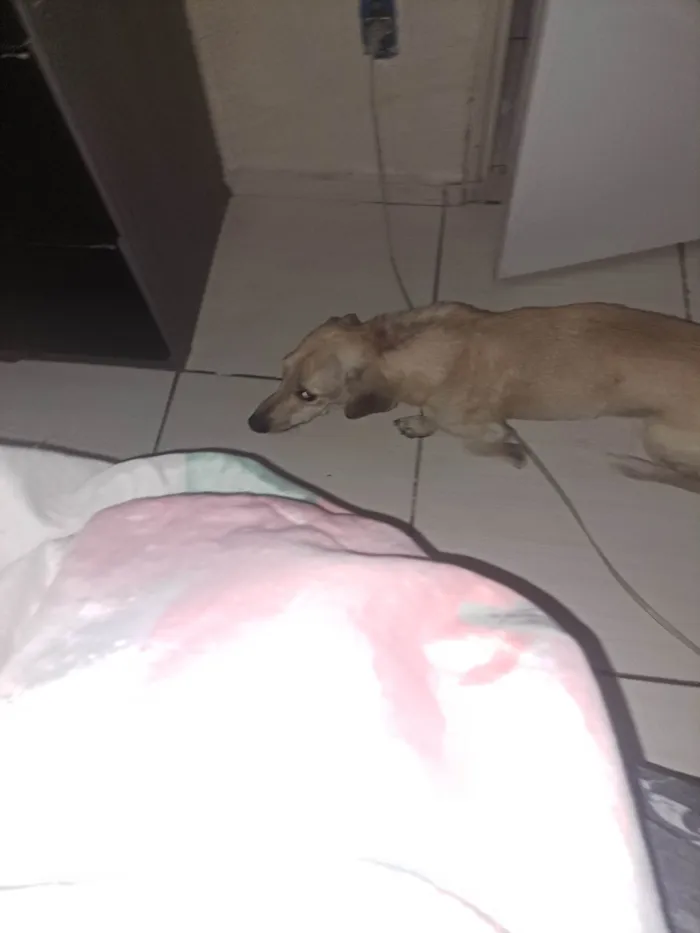 Cachorro ra a SRD-ViraLata idade 7 a 11 meses nome Duck